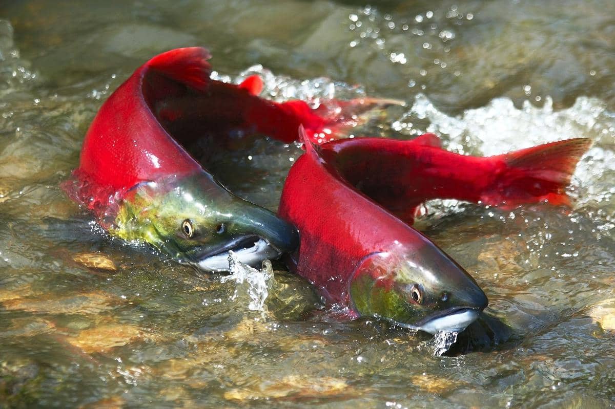 Ikan Salmon Sockeye