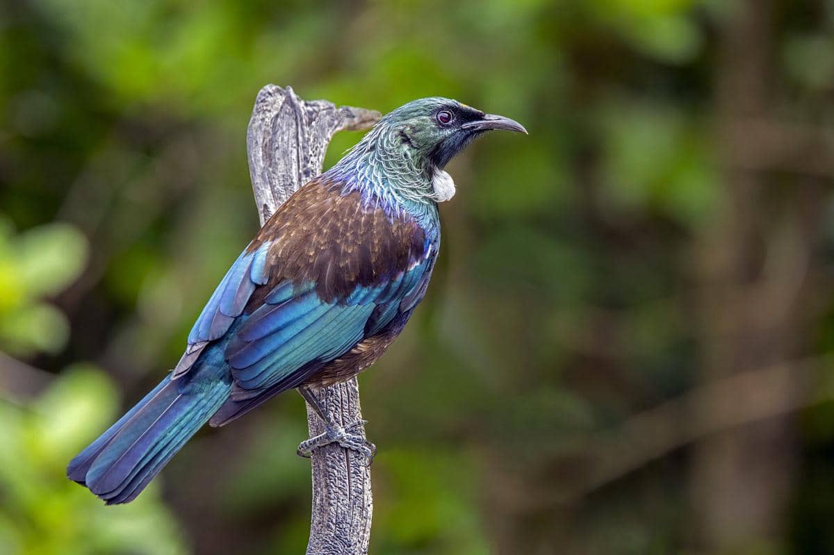 Burung tui
