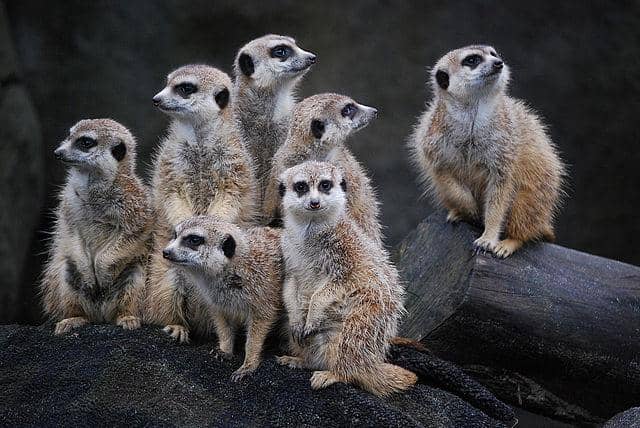 meerkat