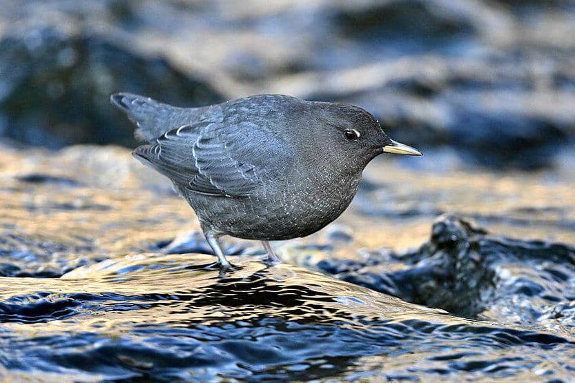 Burung ciduk amerika berdiri di sungai berarus.