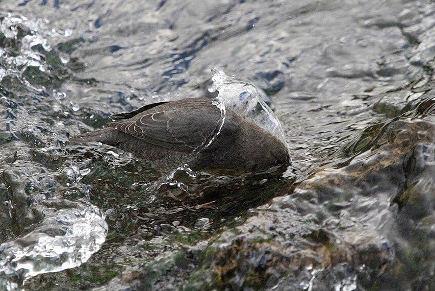 Burung ciduk amerika mencelupkan kepalanya ke dalam air.
