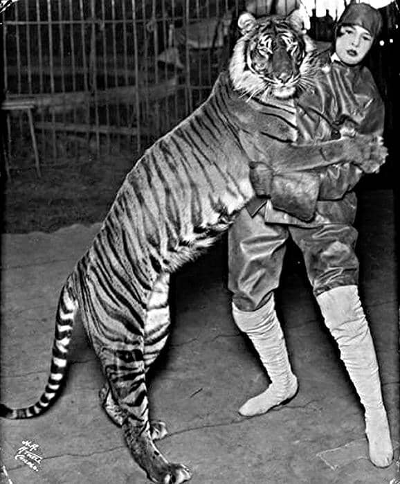 harimau bali bersama pawang wanita bernama Rose Flanders Bascom dalam sebuah pertunjukkan sirkus di sekitar tahun 1915