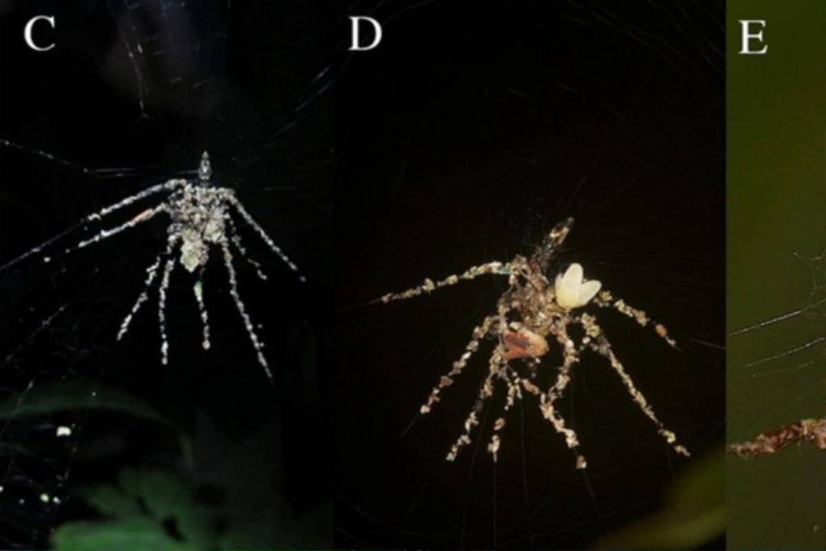 boneka palsu buatan laba-laba Cyclosa