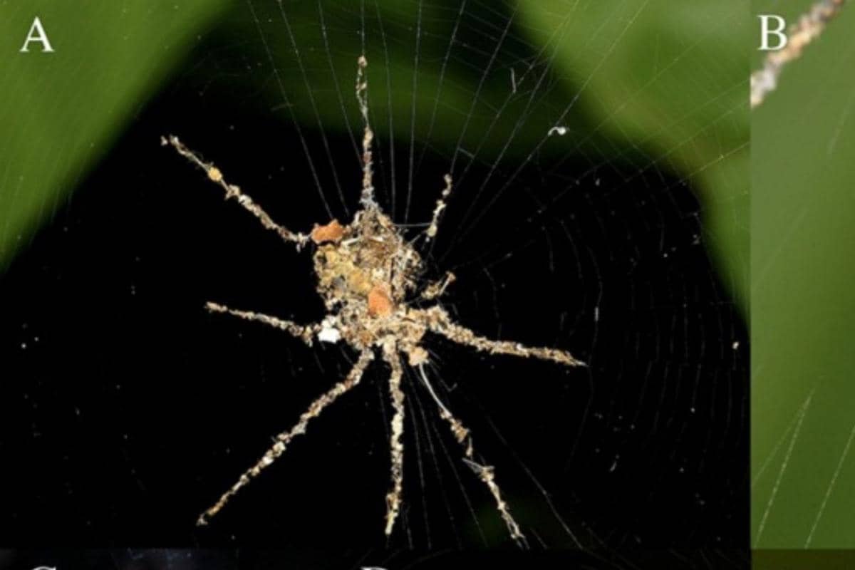 boneka palsu buatan laba-laba Cyclosa