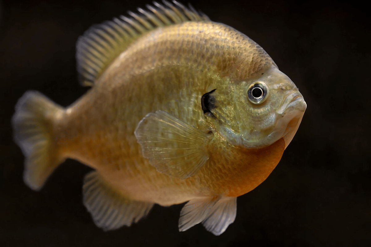 bluegill