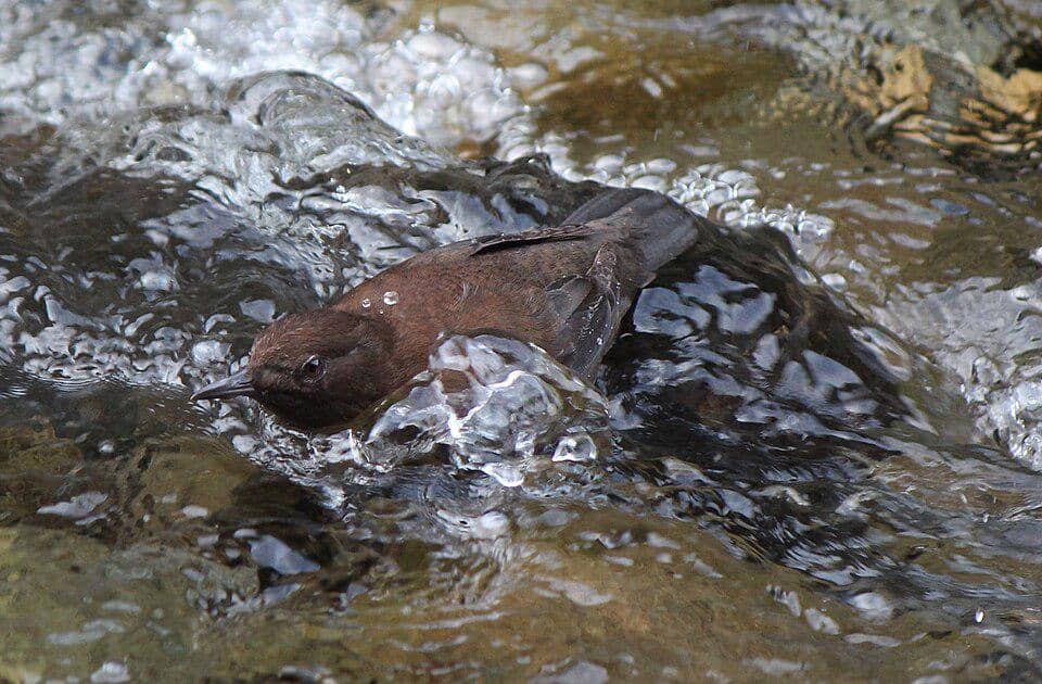 Burung ciduk cokelat berenang di permukaan sungai.