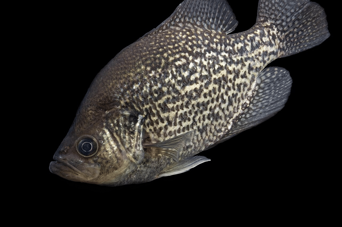crappie hitam