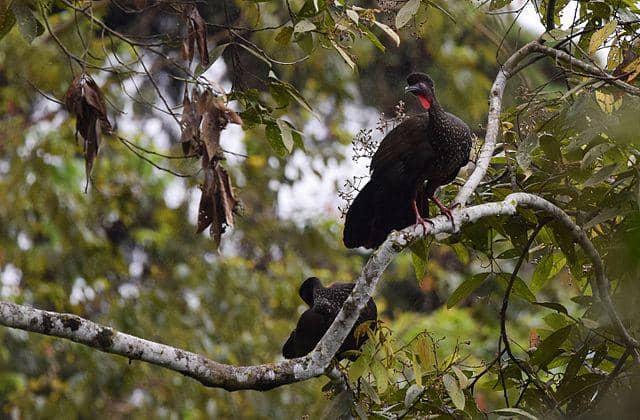 potret burung crested guan