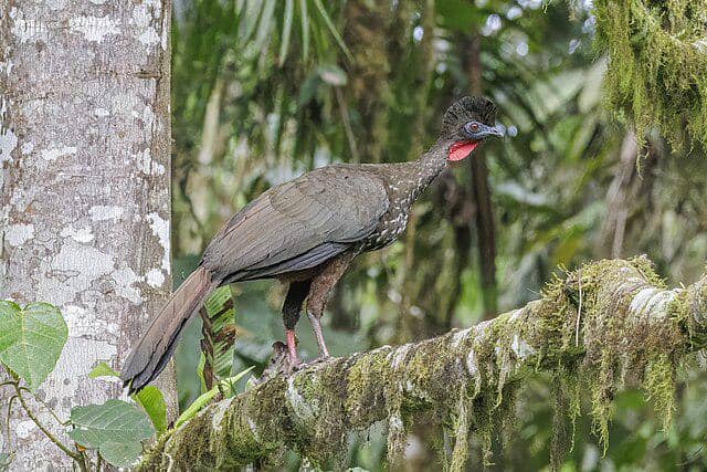 potret burung crested guan