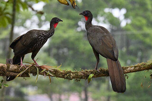 potret burung crested guan