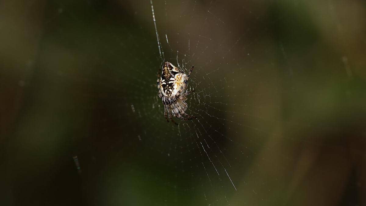 ilustrasi laba-laba Cyclosa inca