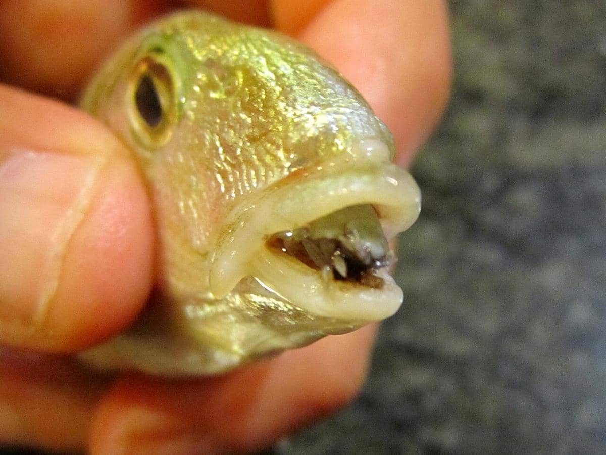 Cymothoa exigua 
