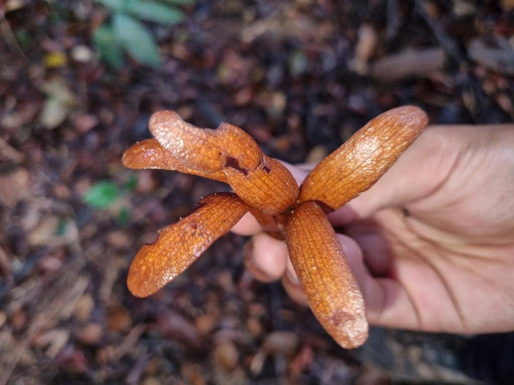 foto buah kering Dryobalanops aromatica