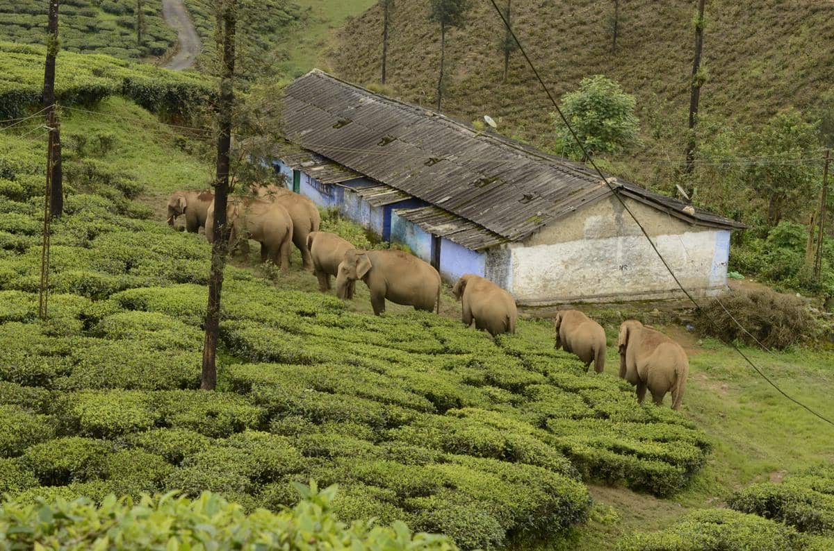 ilustrasi kawanan gajah yang melintas di area perkebunan karena mengikuti rute migrasi yang tersimpan kuat dalam ingatan mereka
