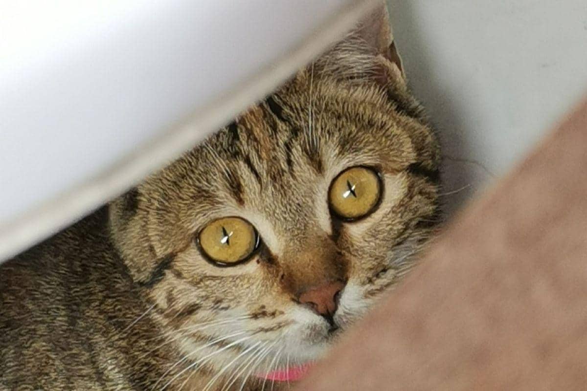 ilustrasi kucing waspada