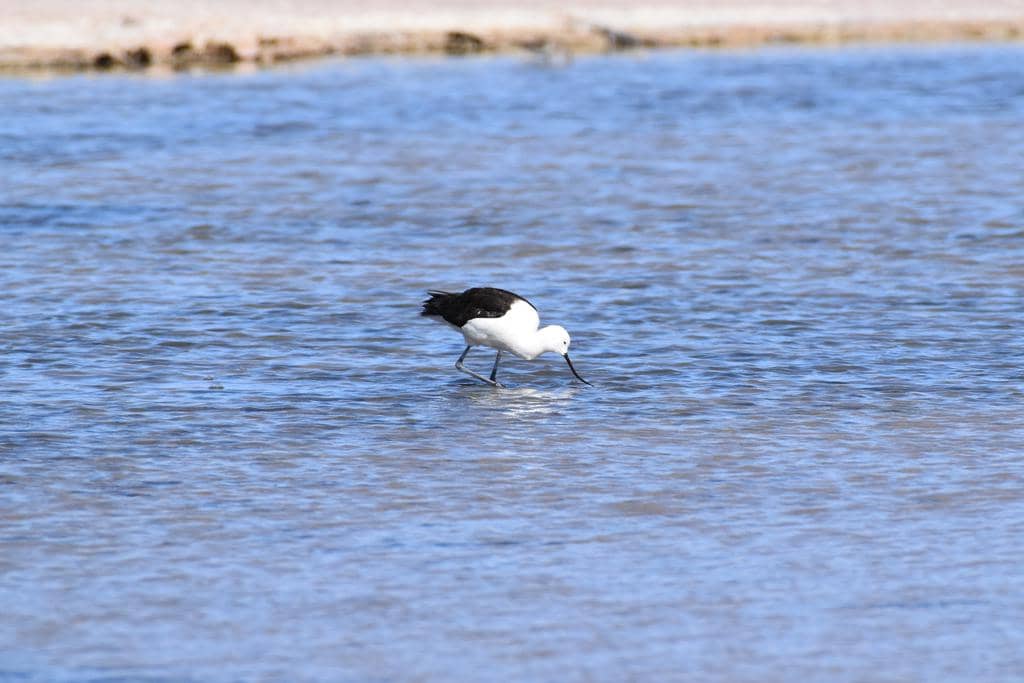 Recurvirostra andina