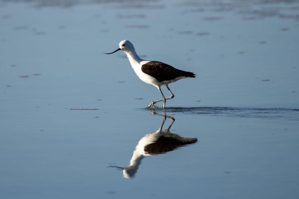 Recurvirostra andina