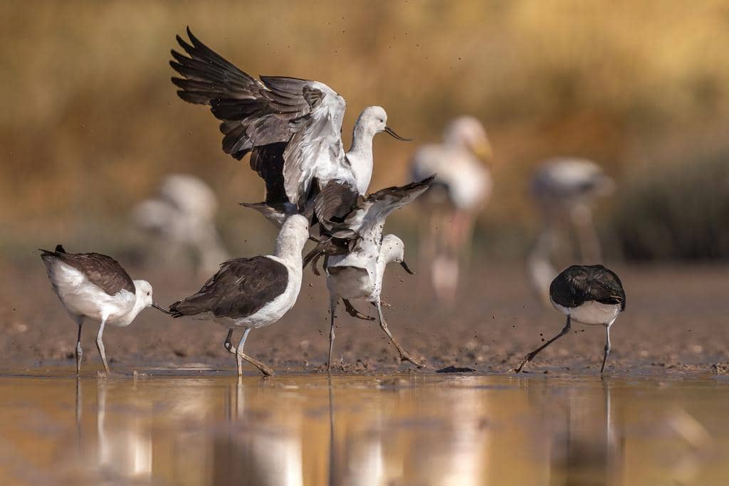 Recurvirostra andina