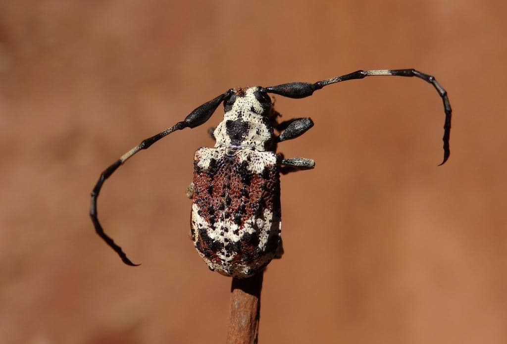 Onychocerus albitarsis