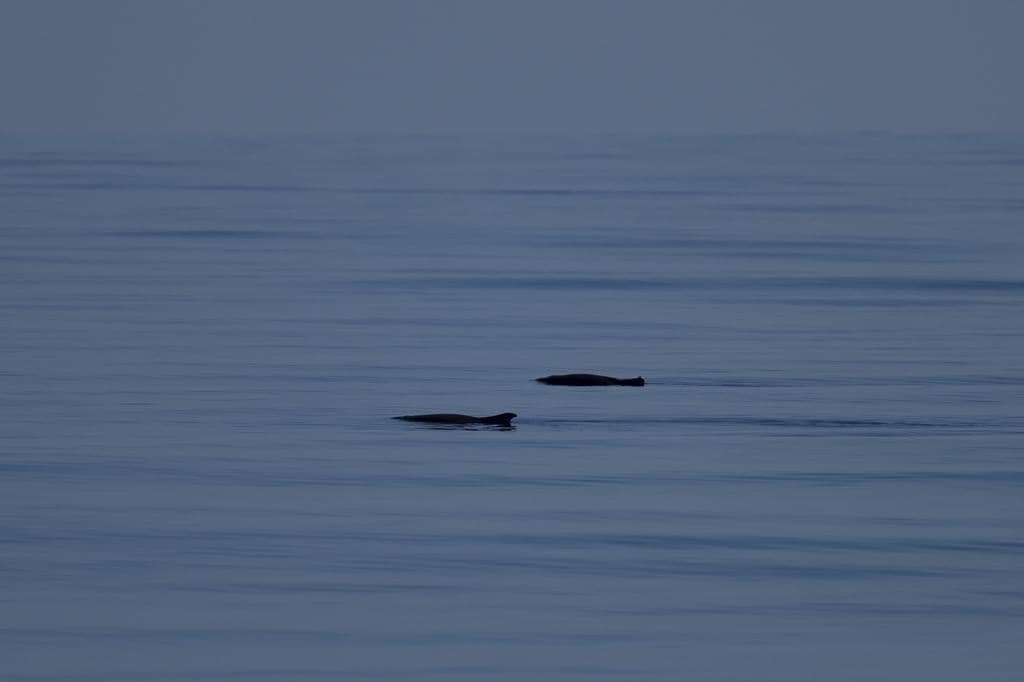 pasangan paus sperma kerdil berenang bersama