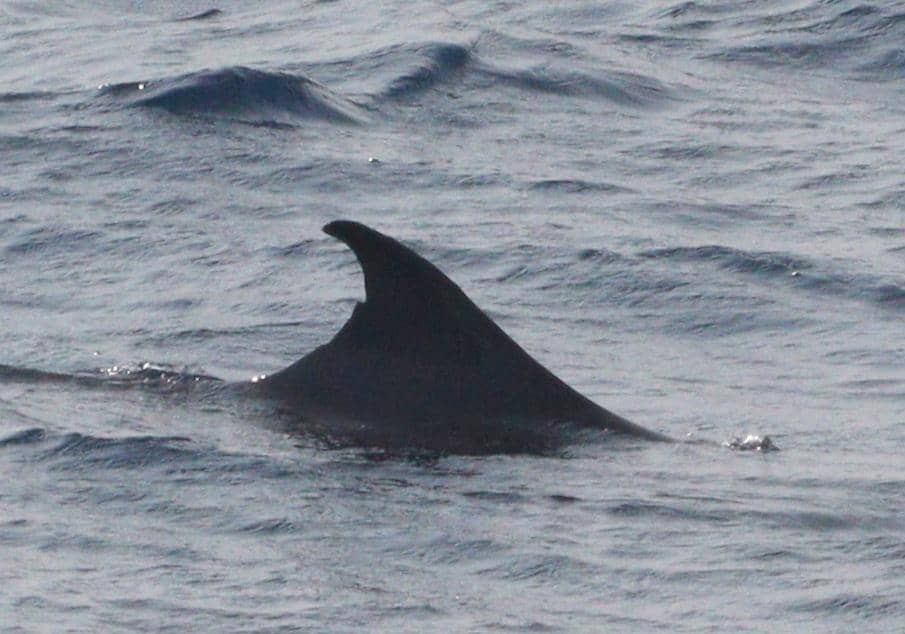 potret sirip punggung paus sperma kerdil