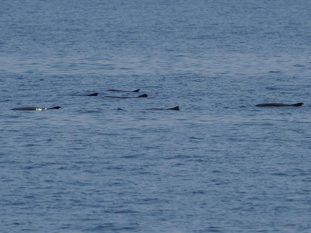 kawanan paus sperma kerdil sedang berenang bersama