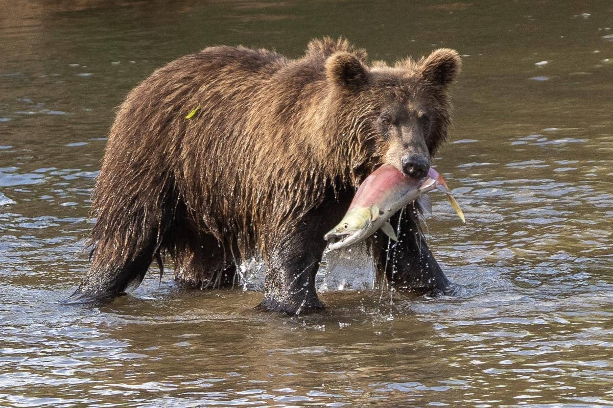 Beruang menangkap Ikan Salmon Sockeye