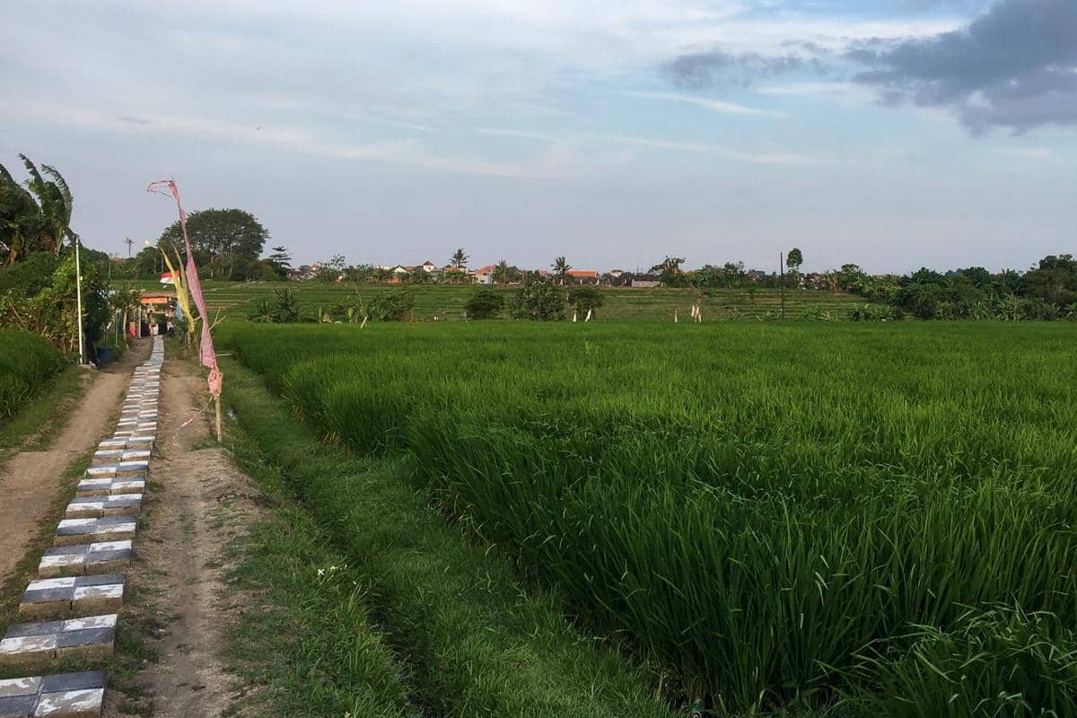 area persawahan yang bisa dinikmati 