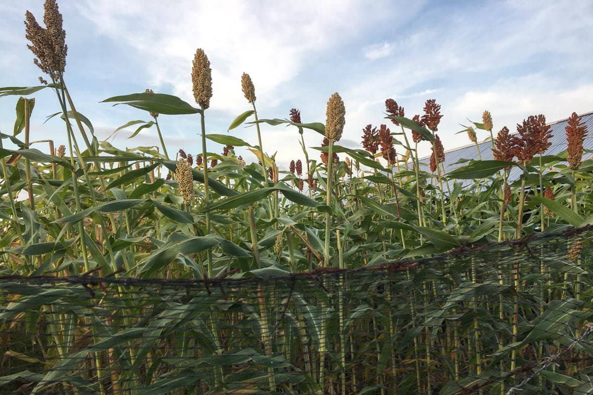 salah satu tanaman di kawasan agrowisata 