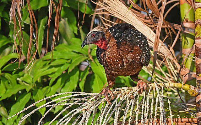 potret burung crested guan