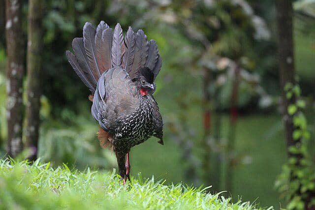 potret burung crested guan