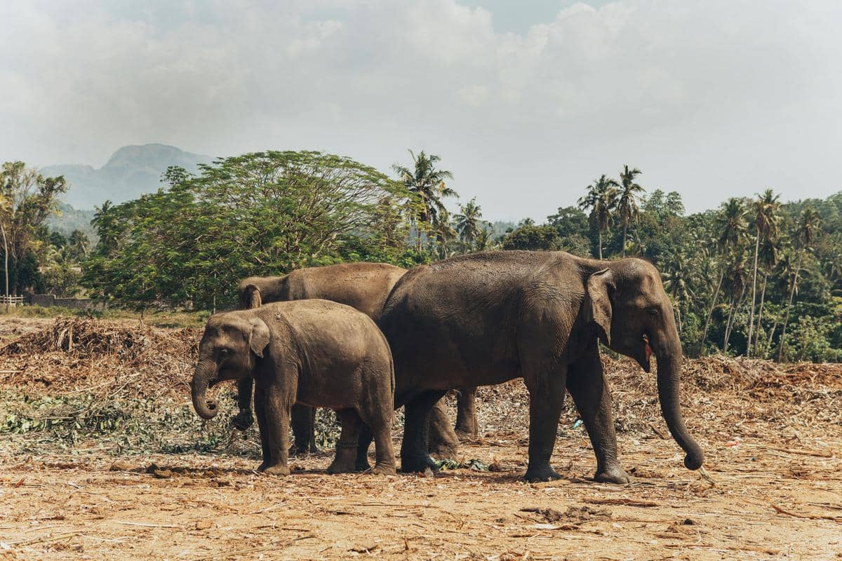 ilustrasi gajah yang memasuki area terbuka akibat hilangnya habitat, bagian dari faktor pemicu konflik