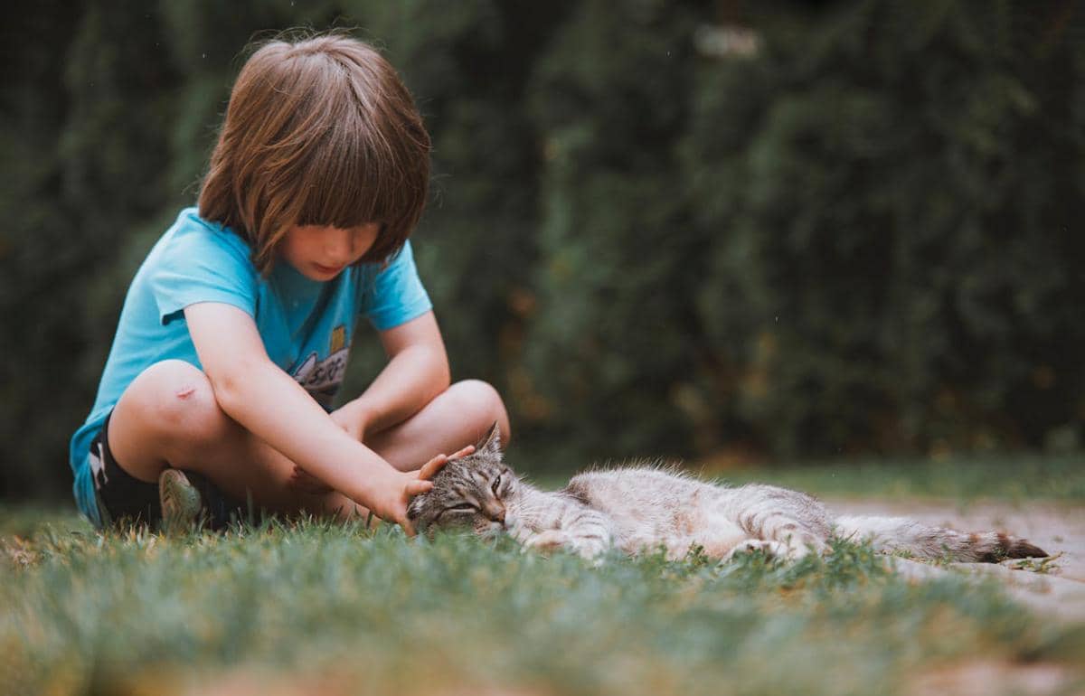anak dan kucing