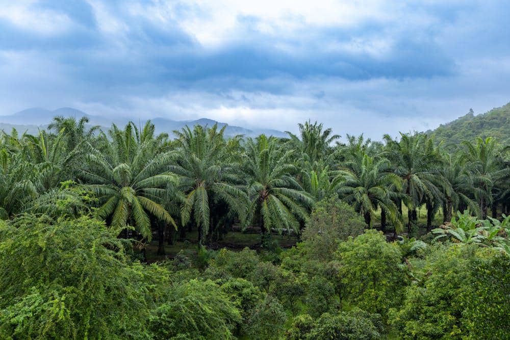 ilustrasi perkebunan kelapa sawit