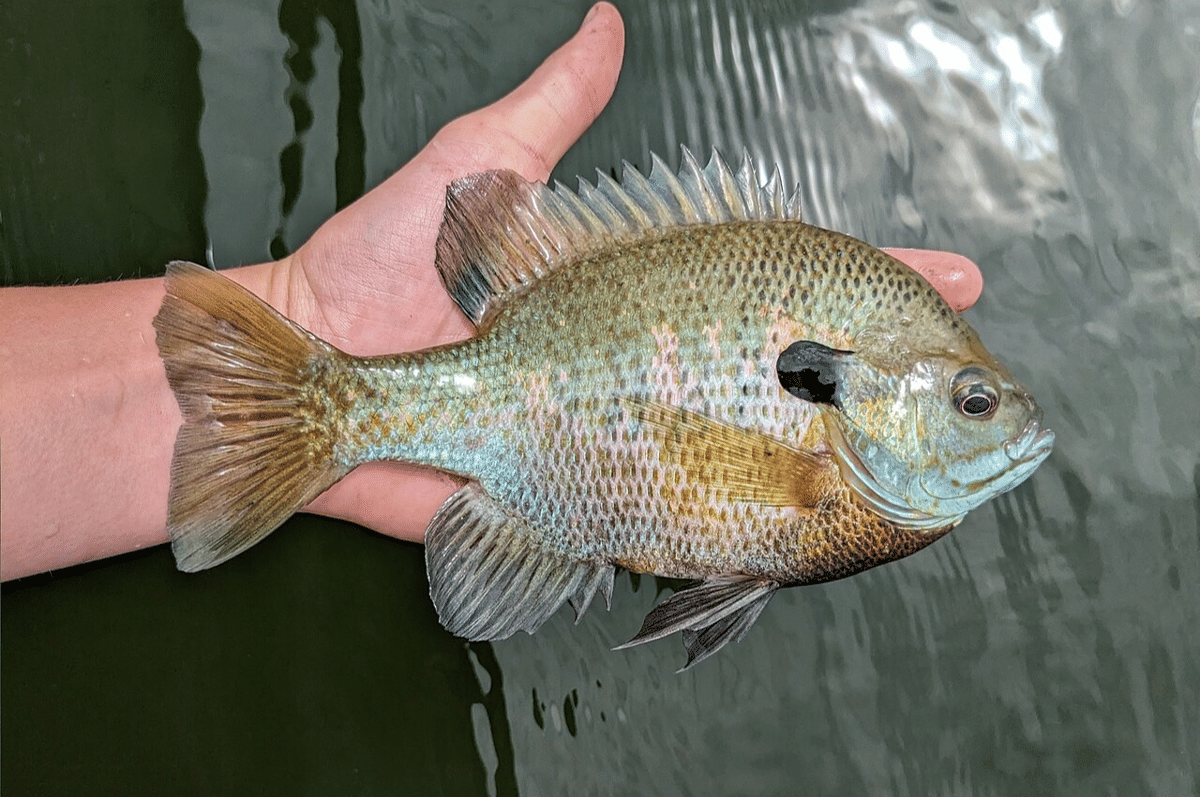 bluegill