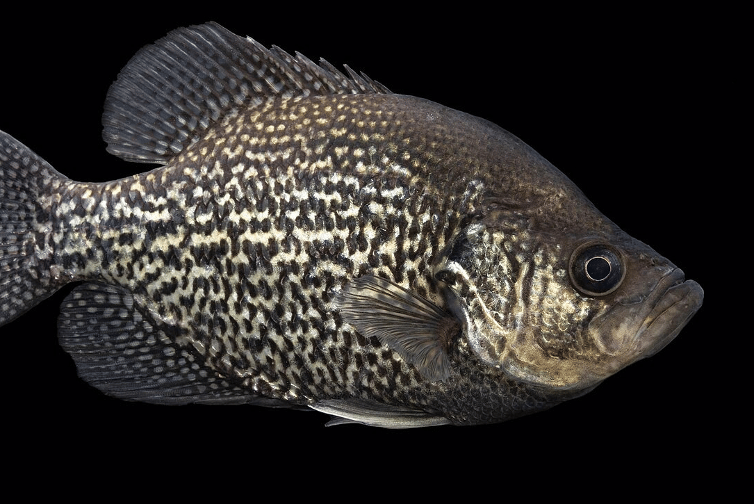 crappie hitam