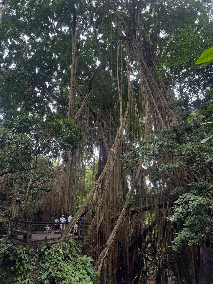 Acha Septriasa di Monkey Forest Ubud.