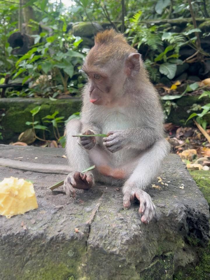 Acha Septriasa di Monkey Forest Ubud.