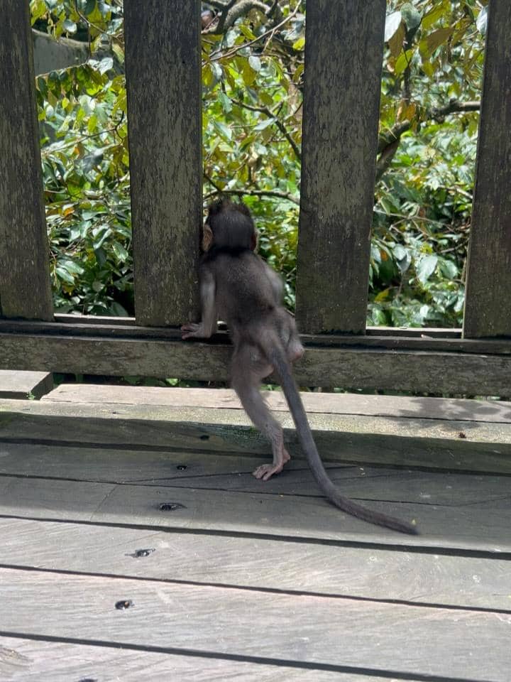 Acha Septriasa di Monkey Forest Ubud.