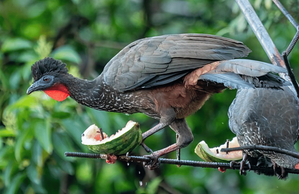 potret burung crested guan