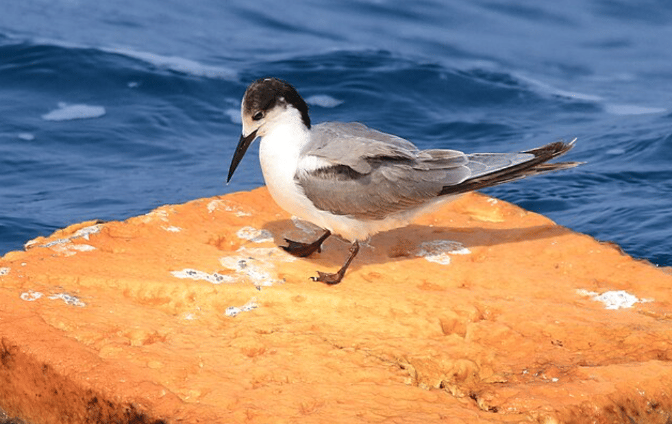 potret burung white tern