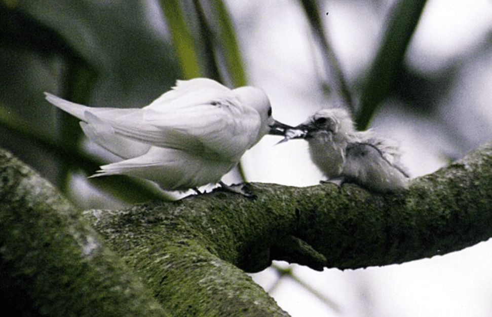 potret burung white tern