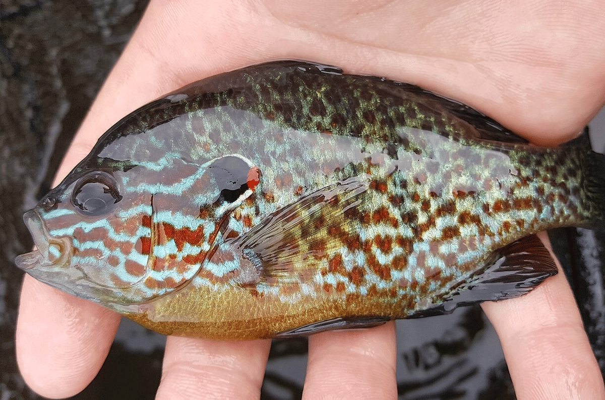 pumpkinseed