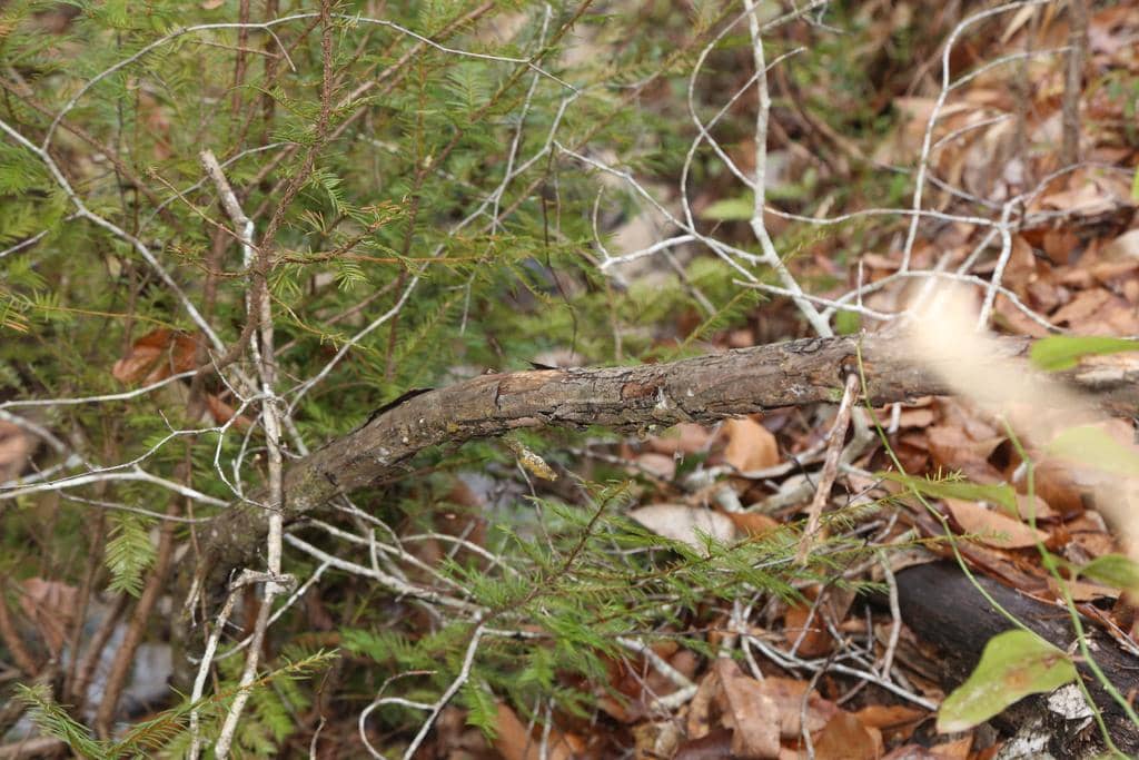 foto tangkai Taxus floridana