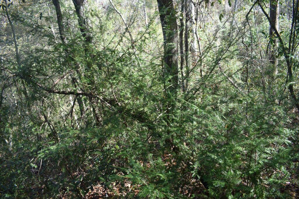 foto habitat Taxus floridana 