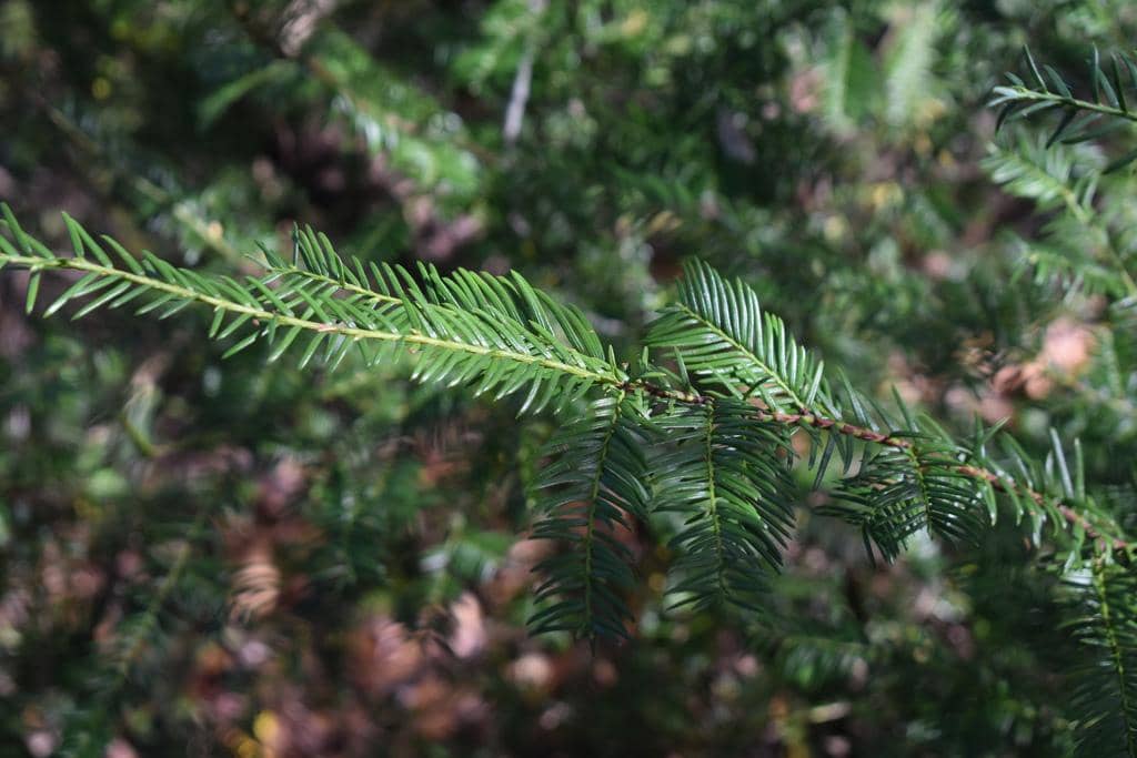 foto daun Taxus floridana 
