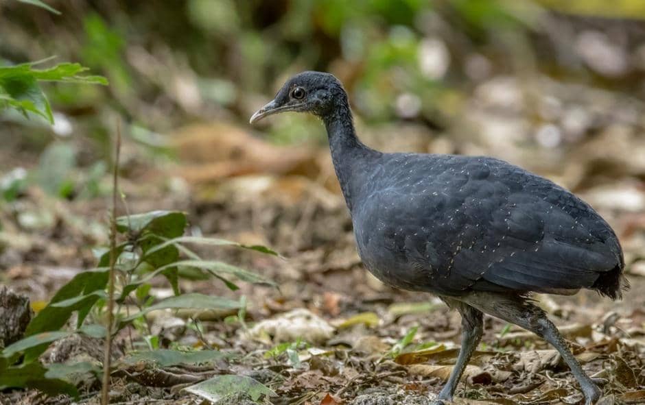 foto Tinamus osgoodi 