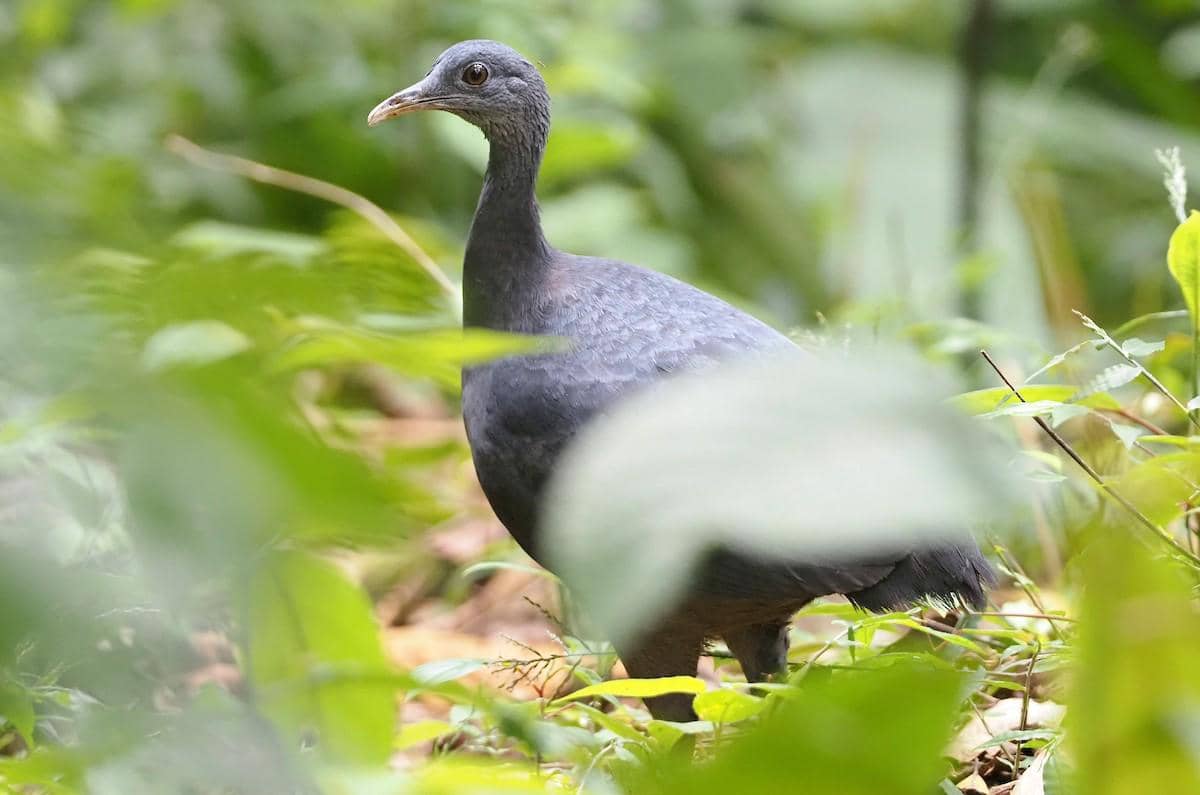 foto Tinamus osgoodi 