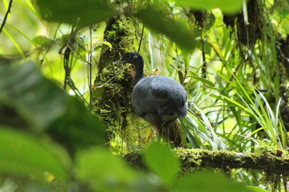 foto Tinamus osgoodi 