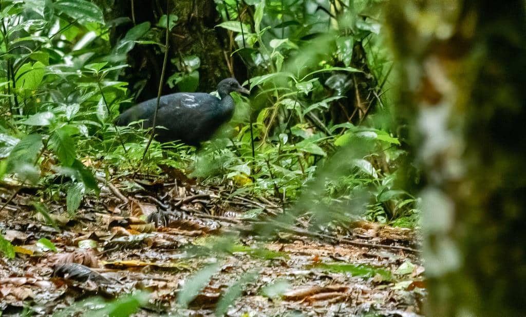 foto Tinamus osgoodi